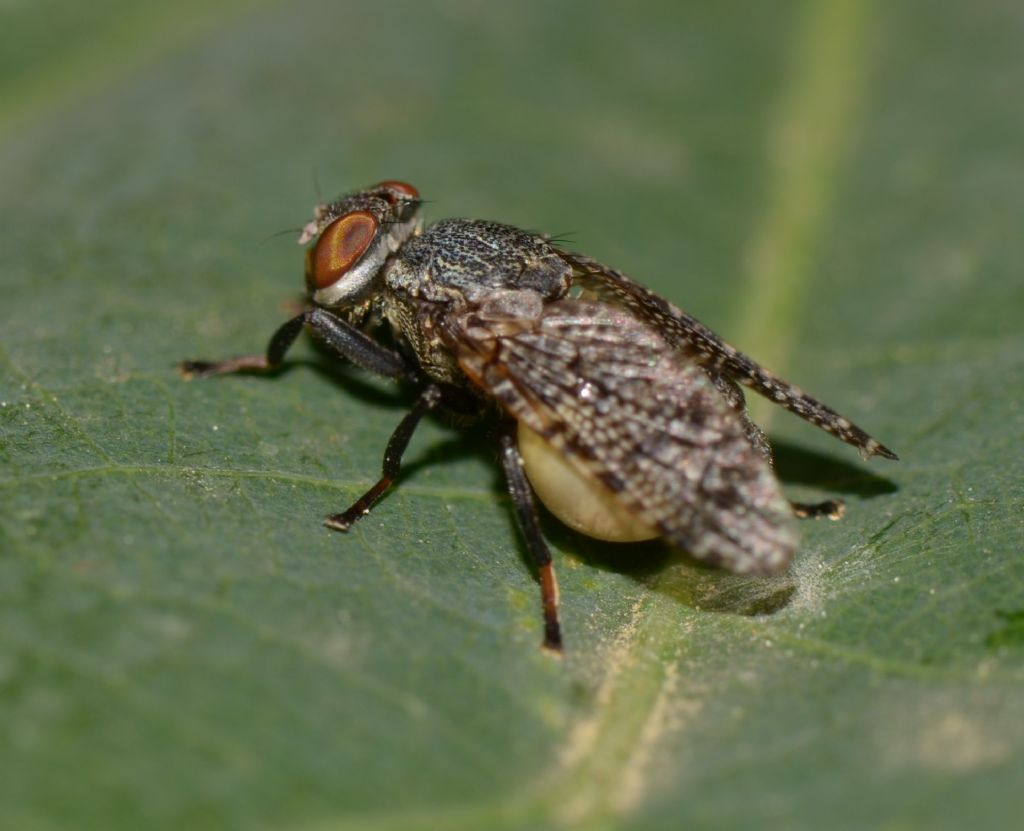 Platystomatidae: Platystoma sp.